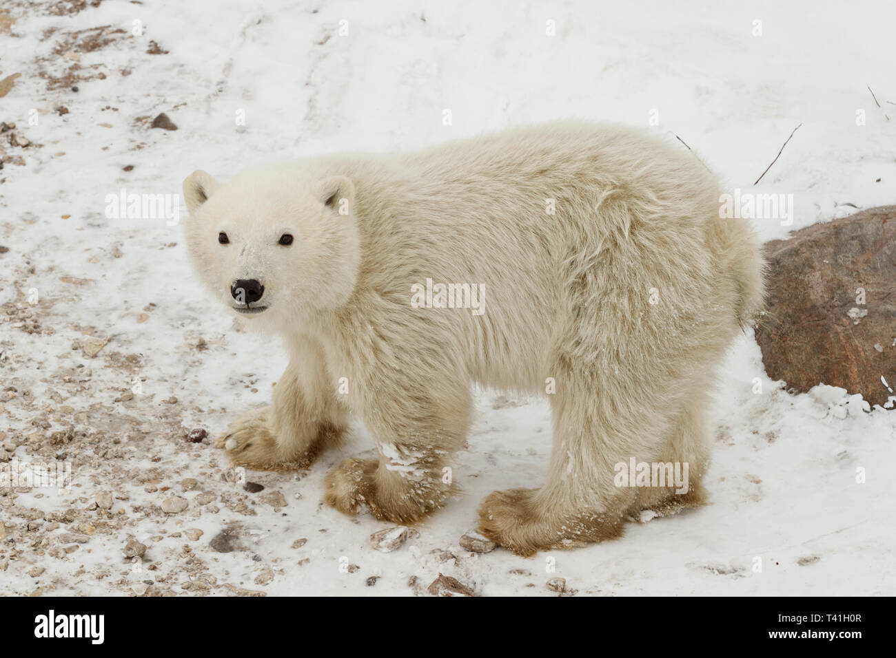 Un orso polare (Ursus maritimus) Foto Stock