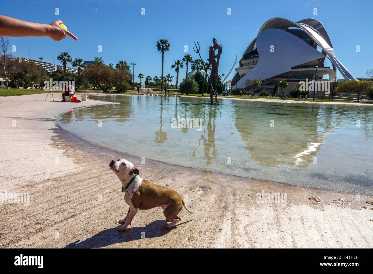 Valencia City Arts of Science, cane Spagna cane che ascolta il proprietario Foto Stock