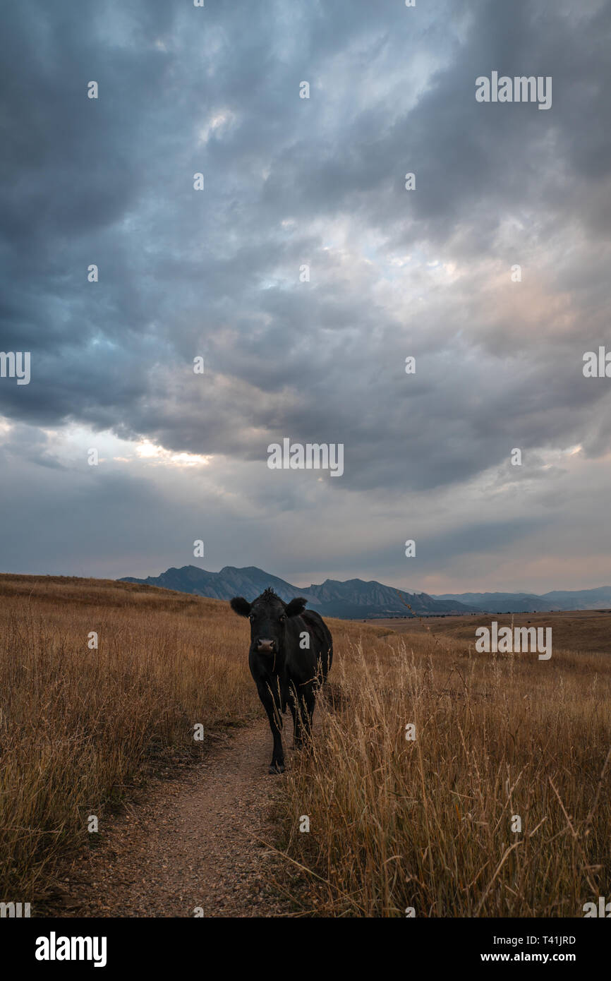 Mucca contro uno sfondo di cielo drammatico e il campo Foto Stock