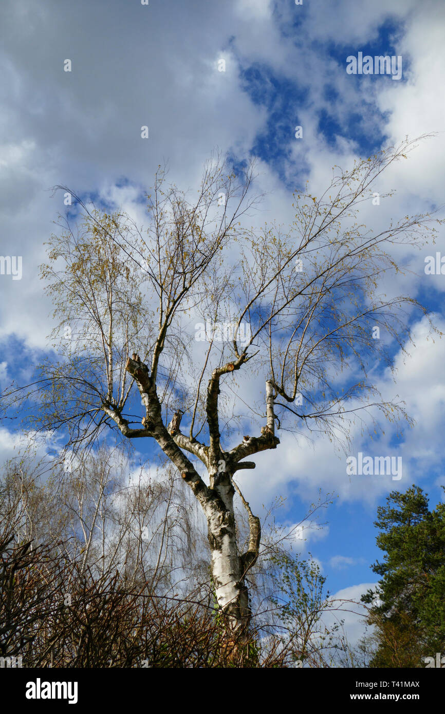 Birke, Baum mit abgeschnittenen Ästen und neuen Trieben Foto Stock