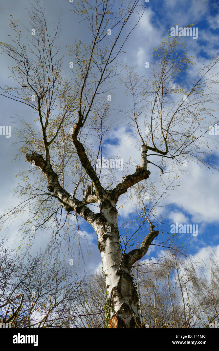 Birke, Baum mit abgeschnittenen Ästen und neuen Trieben Foto Stock