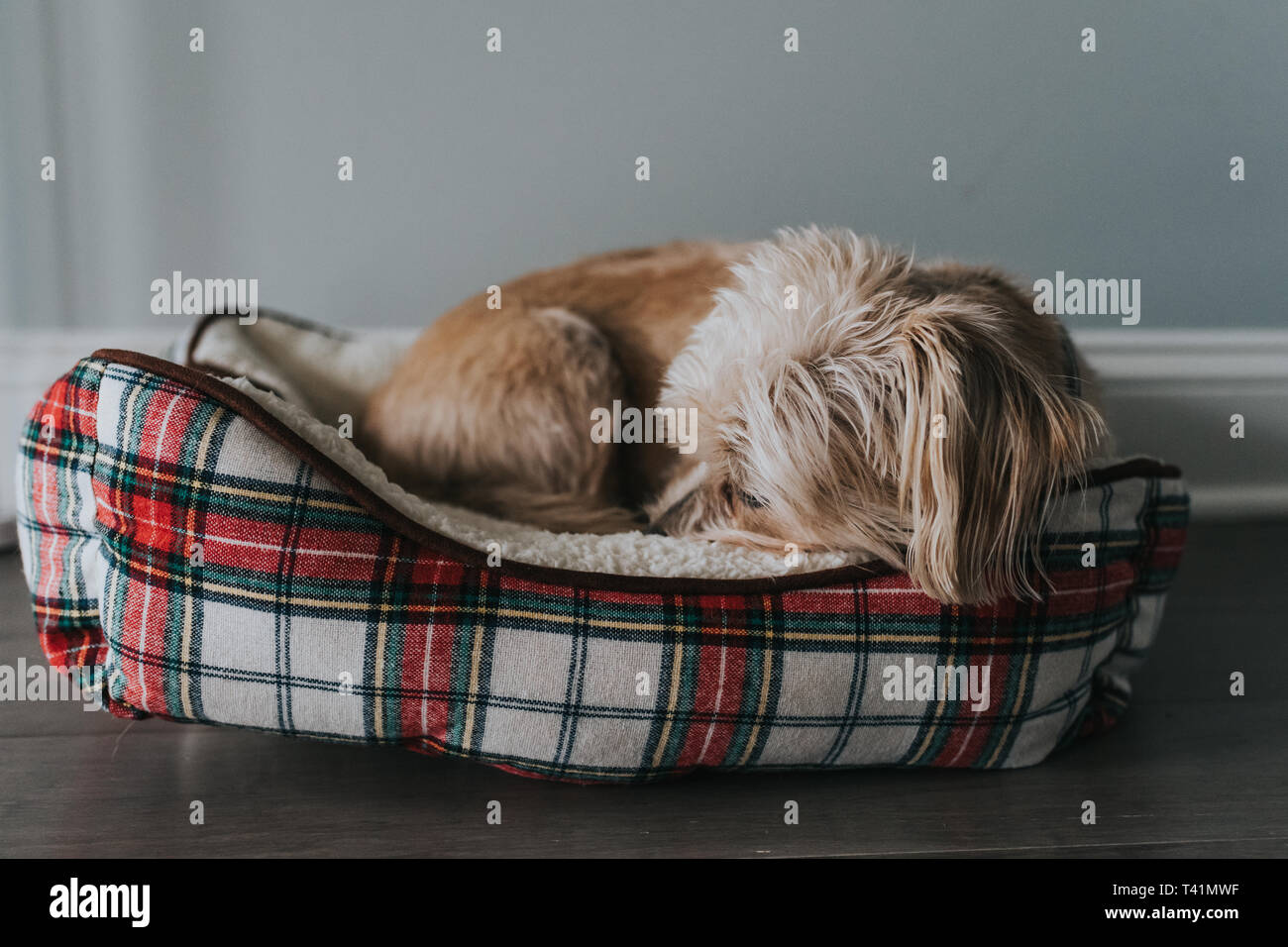 Cane piccolo che dorme nel letto di natale Foto Stock