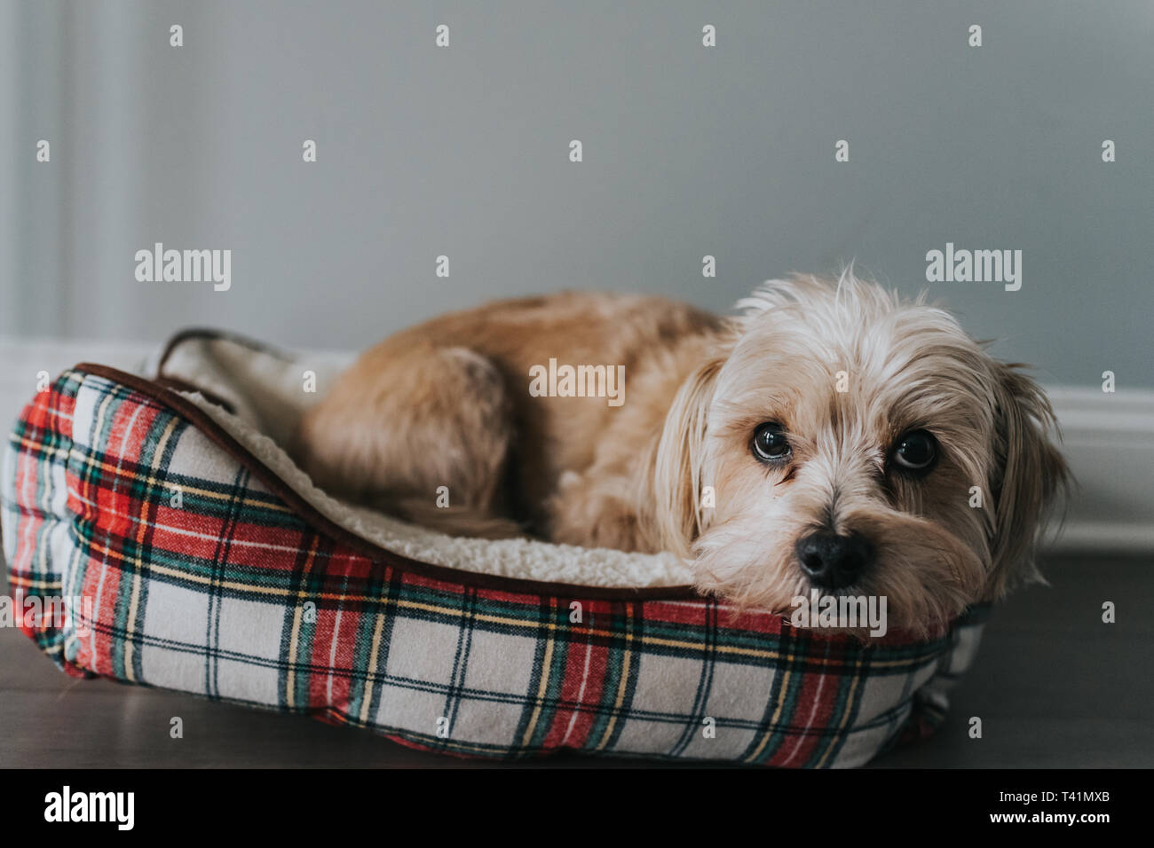 Piccolo cane in un letto Foto Stock