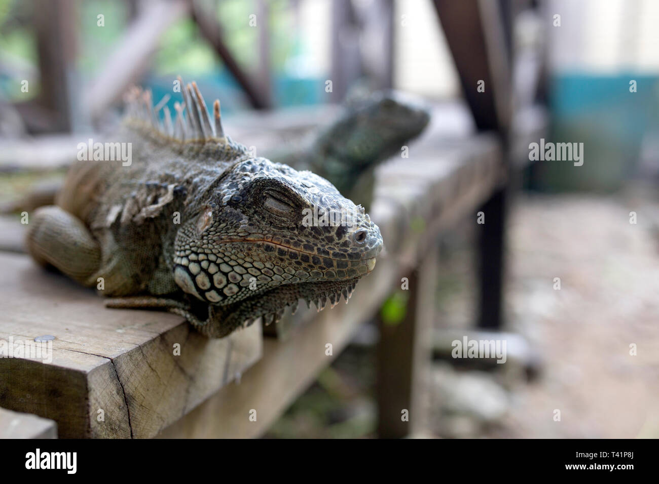 Un iguana su un banco di lavoro Foto Stock
