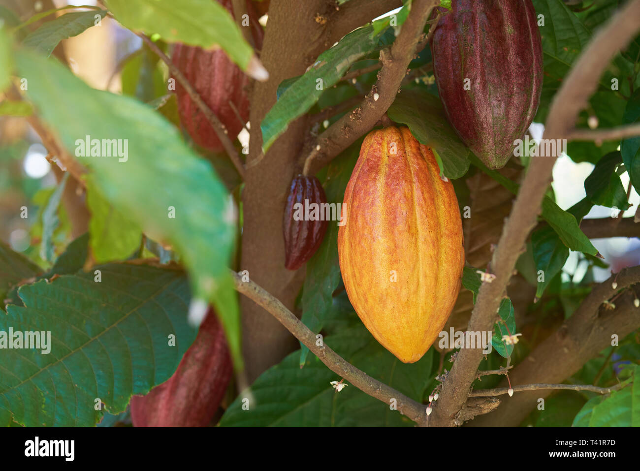 Gruppo di cacao Cialde appeso sul ramo di albero Foto Stock