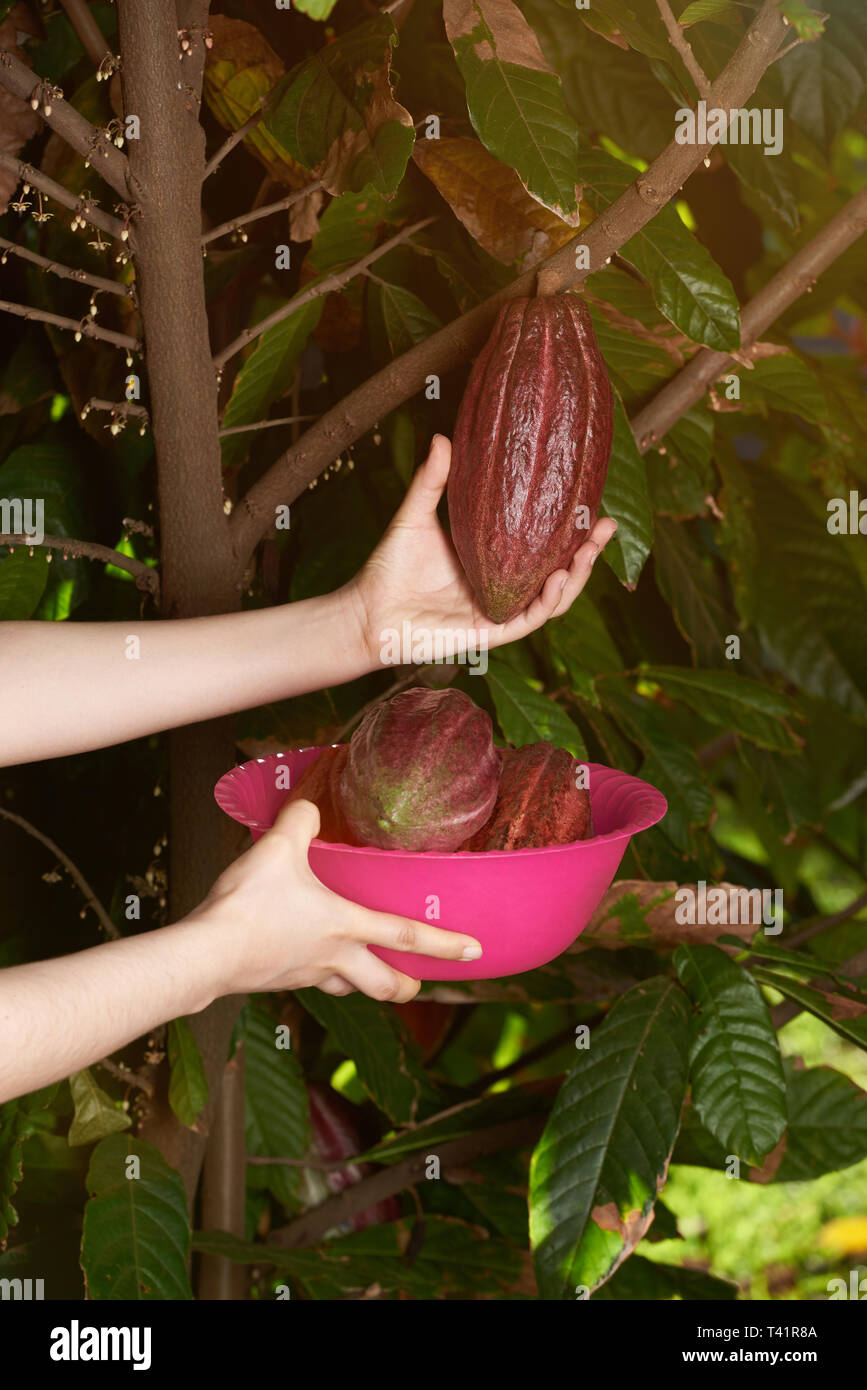 La piantagione di cacao tema. Il prelievo di colorato di rosso in cialde Foto Stock