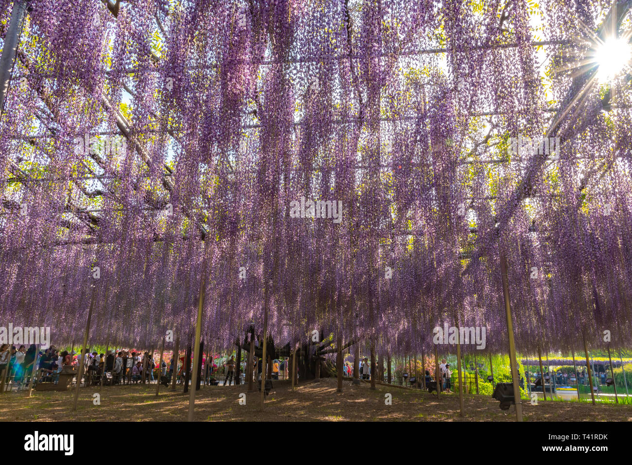 Bella piena fioritura di rosa viola Glicine alberi in fiore fiori trellis in primavera la giornata di sole a Ashikaga parco floreale, Prefettura di Tochigi, Giappone Foto Stock