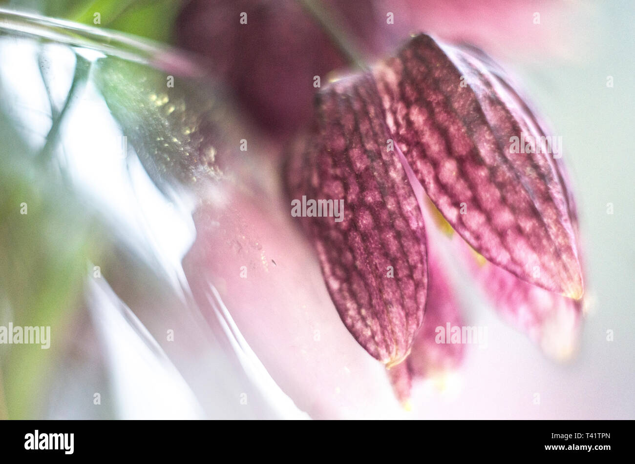 Fritillary scacchi, Fritillaria meleagris, un fiore elencate nel libro Rosso dell'Ucraina. Macro a molla. Foto Stock