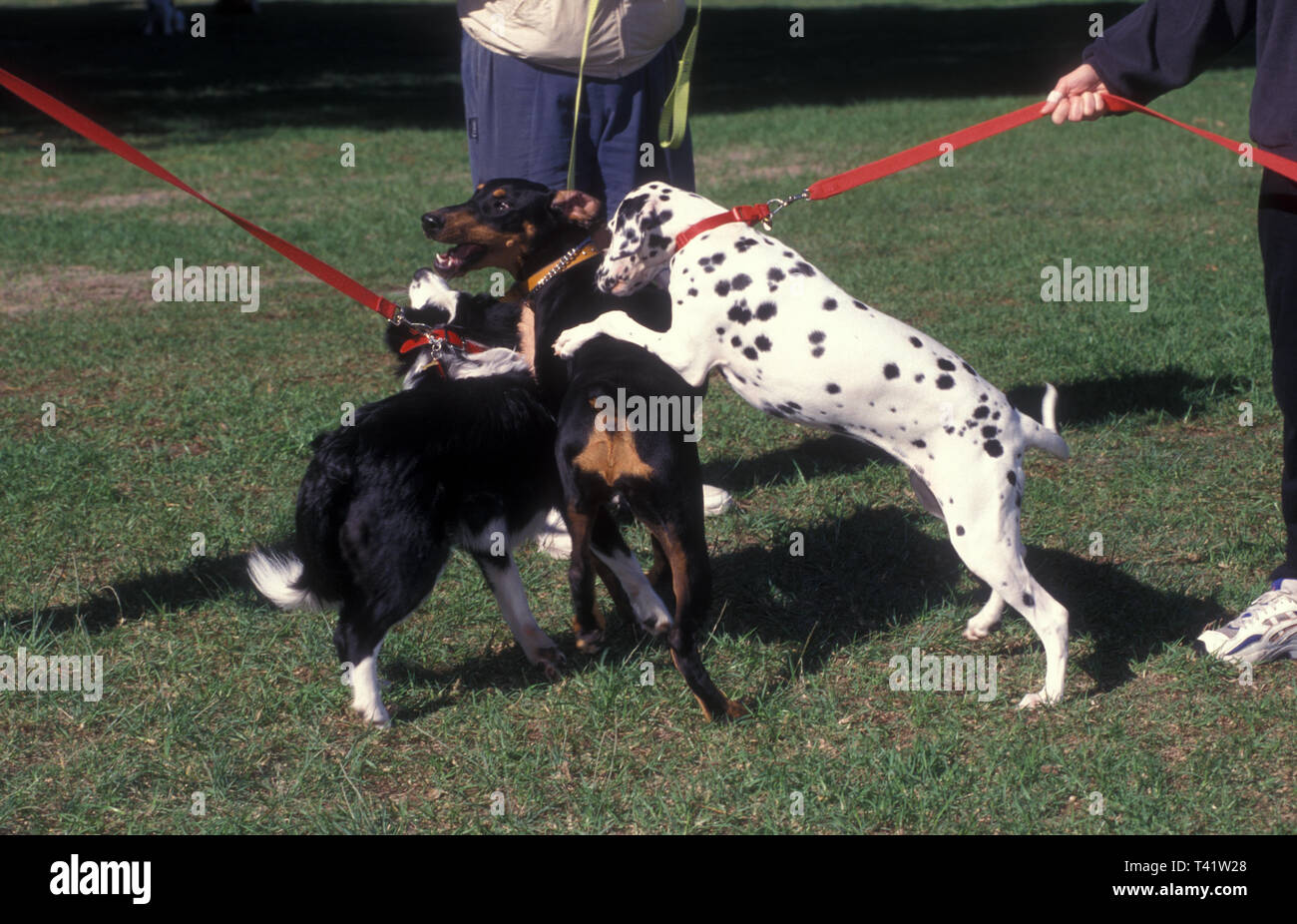 Il comportamento di addestramento del cane della scuola ha tenuto in Centennial Park, Sydney, Nuovo Galles del Sud, Australia. Foto Stock