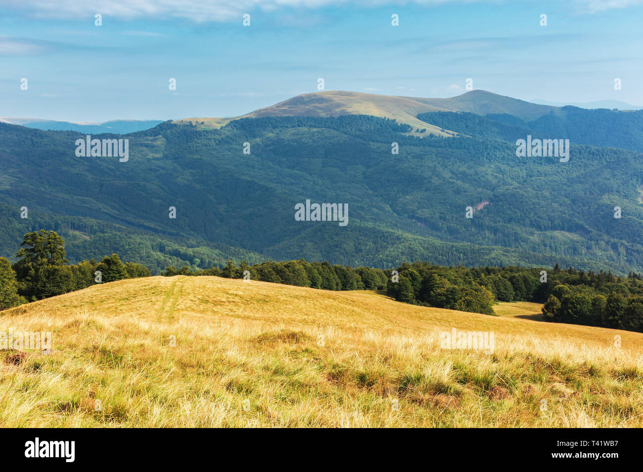 Meraviglioso paesaggio di montagna nella tarda estate. prato alpino con erba spiovente. foresta di faggio a bordo di una collina. pomeriggio soleggiato meteo con fluf Foto Stock