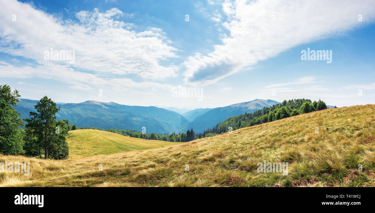 Meraviglioso paesaggio di montagna nella tarda estate. prato alpino con erba spiovente. foresta di faggio a bordo di una collina. Bellissimo panorama con distante v Foto Stock