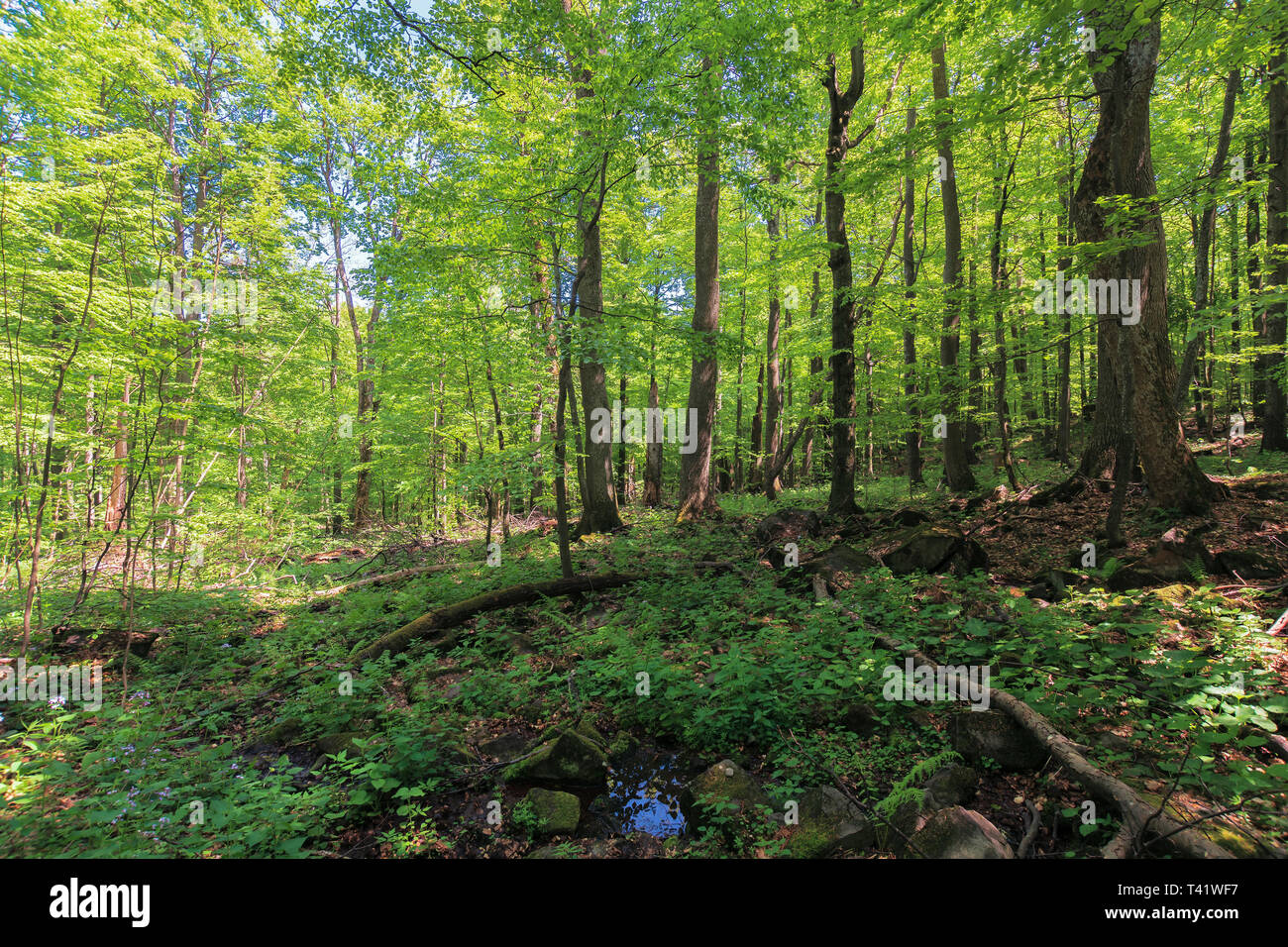 Foresta di faggio in estate. lussureggianti alberi nel fitto bosco su una soleggiata giornata estiva. bellissimo paesaggio naturale Foto Stock