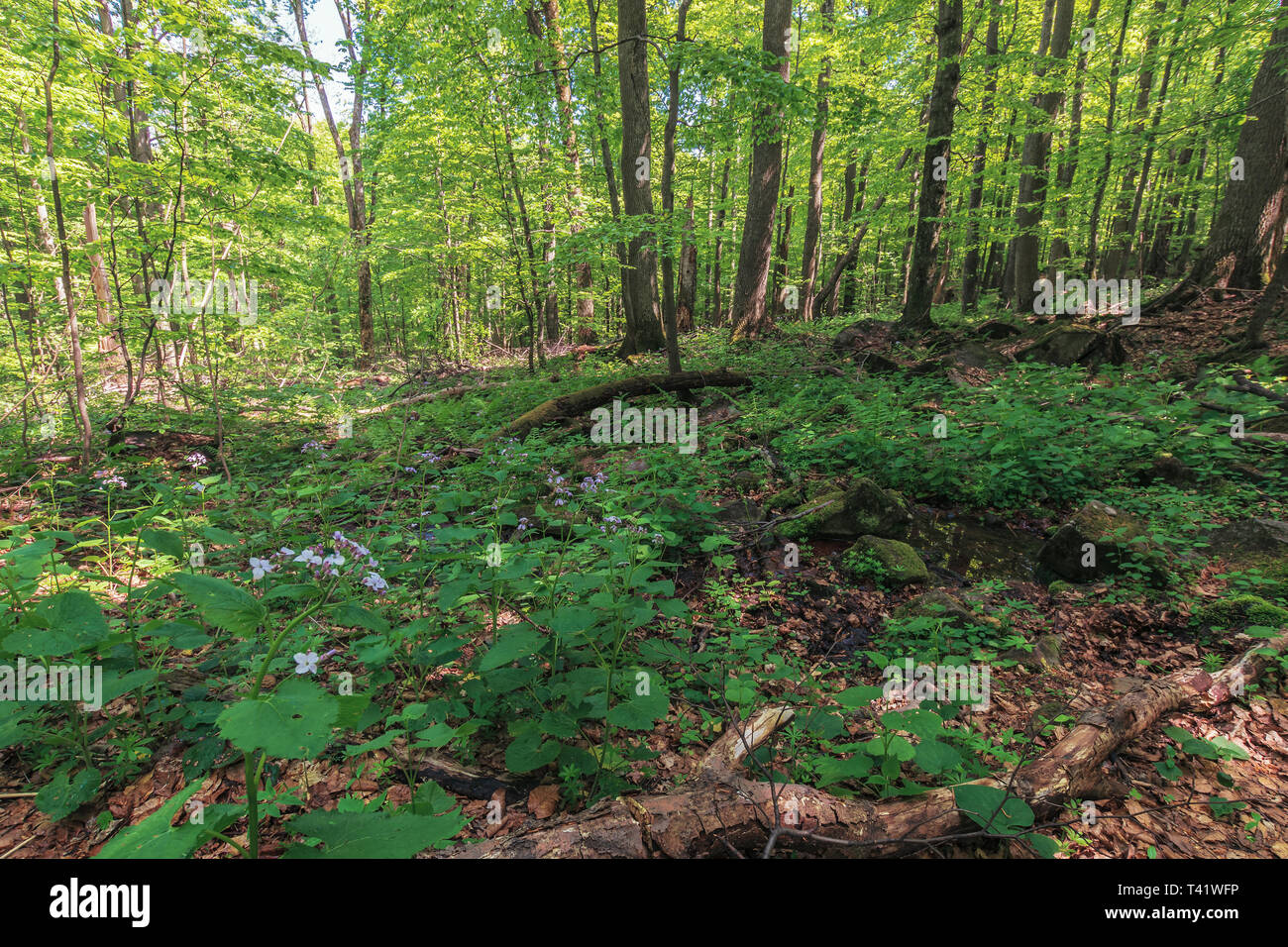 Foresta di faggio in estate. lussureggianti alberi nel fitto bosco su una soleggiata giornata estiva. bellissimo paesaggio naturale Foto Stock