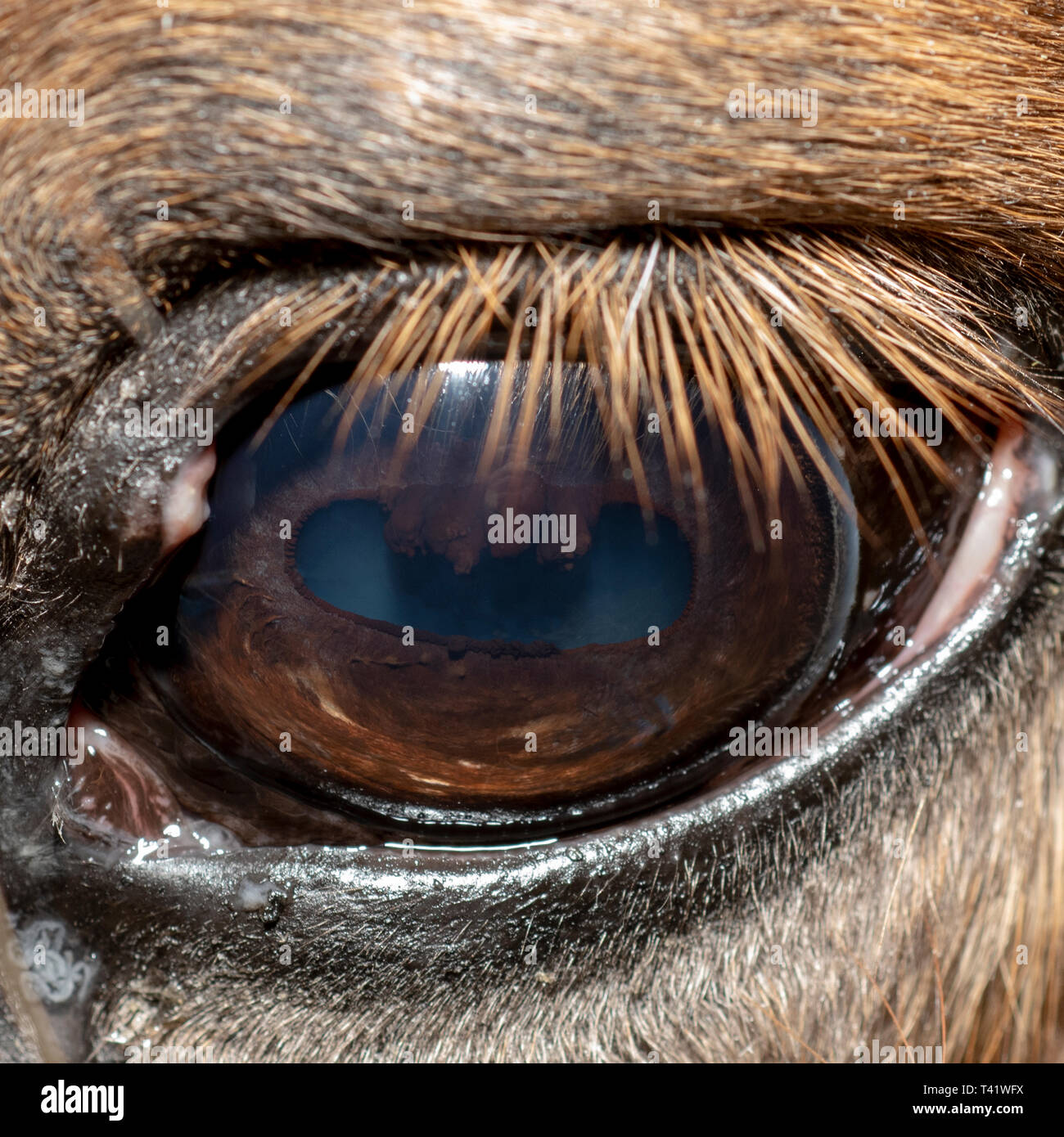 Close-up di cavalli occhio sinistro che mostra la cataratta Foto Stock