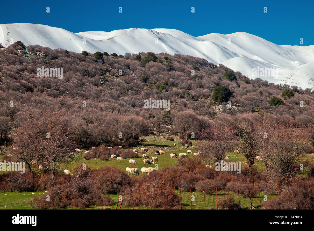 Un gregge di pecore accanto al Anogeia - Nida plateau road. Sullo sfondo le cime più alte della montagna Psiloritis, Rethimno, Creta, Grecia. Foto Stock