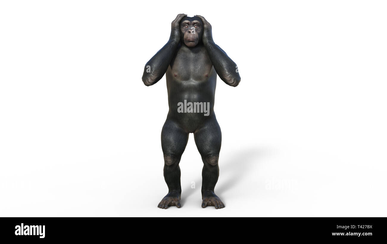 Uno scimpanzé scimmia, primate ape copre le orecchie, animale selvatico isolati su sfondo bianco, 3D illustrazione Foto Stock