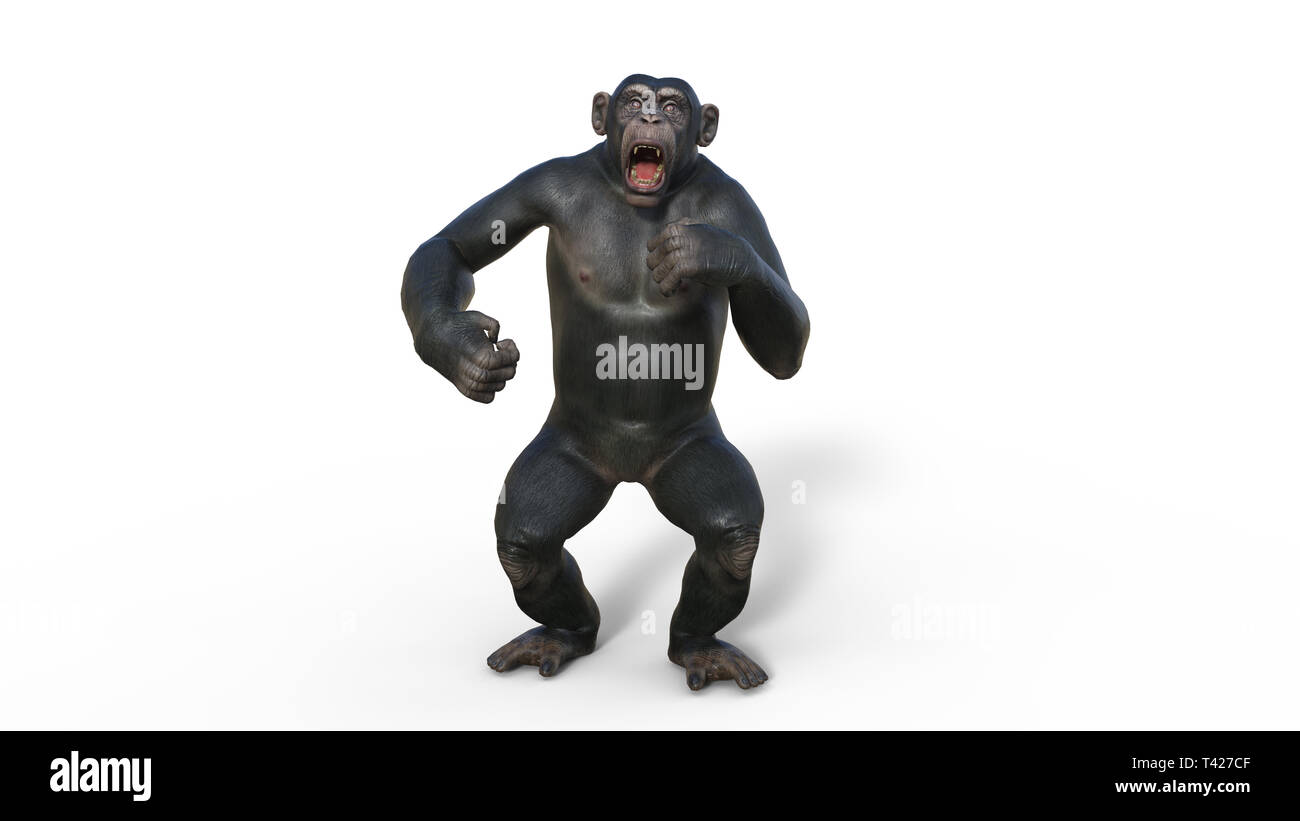 Uno scimpanzé scimmia, primate ape urlante, animale selvatico isolati su sfondo bianco, 3D illustrazione Foto Stock
