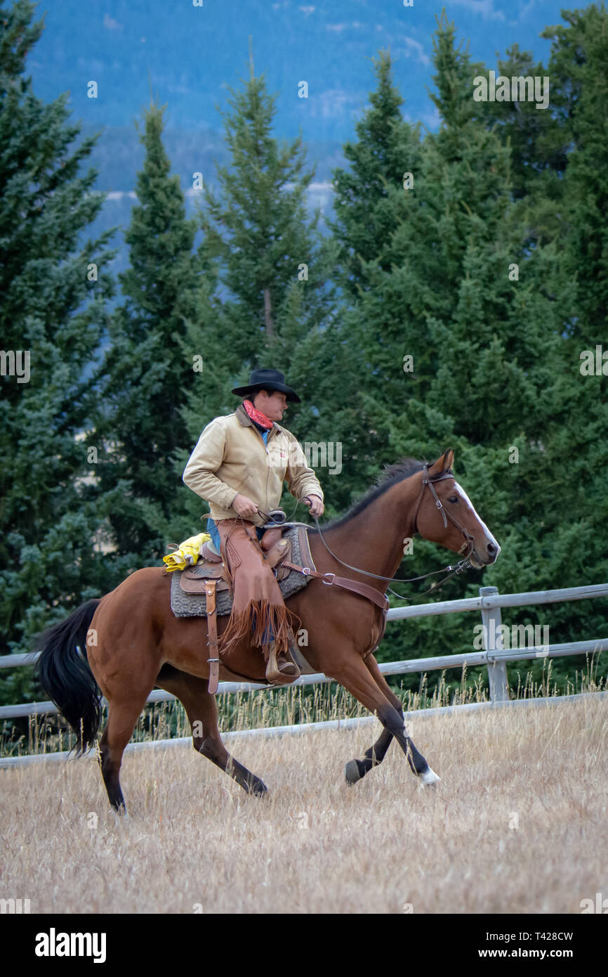 Cowboy americani che lavorano in Wyoming Foto Stock
