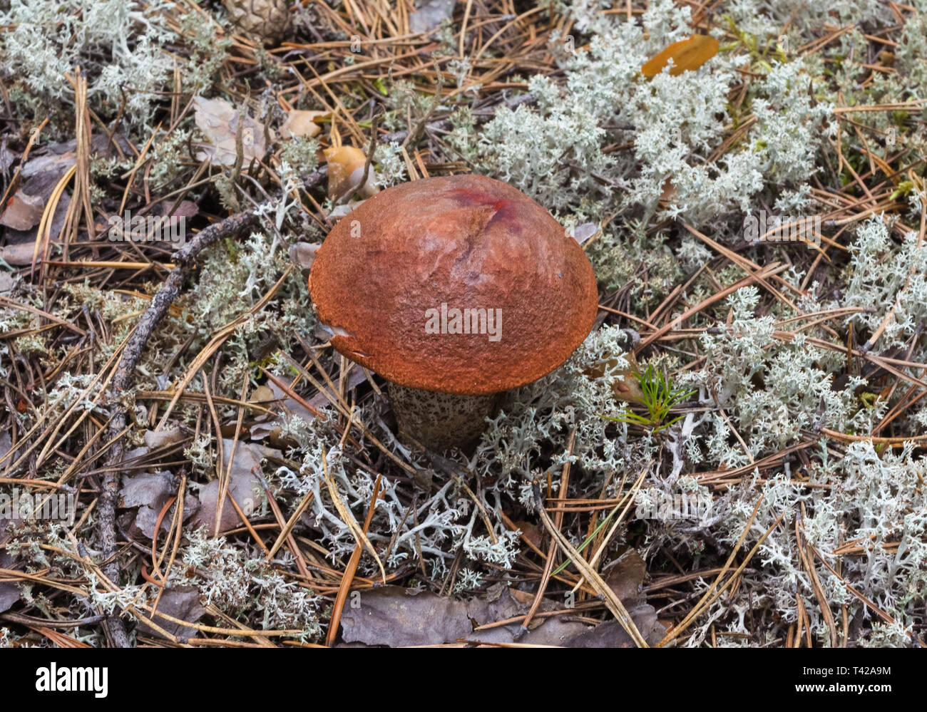 Uno boletus nella foresta-tundra. La Siberia, Russia (Rev.2) Foto Stock