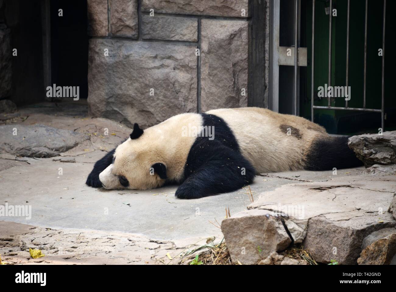 Pechino, Cina. Xiii Apr, 2019. Un adorabile panda gigante può essere visto a allo Zoo di Pechino a Pechino in Cina. Credito: SIPA Asia/ZUMA filo/Alamy Live News Foto Stock