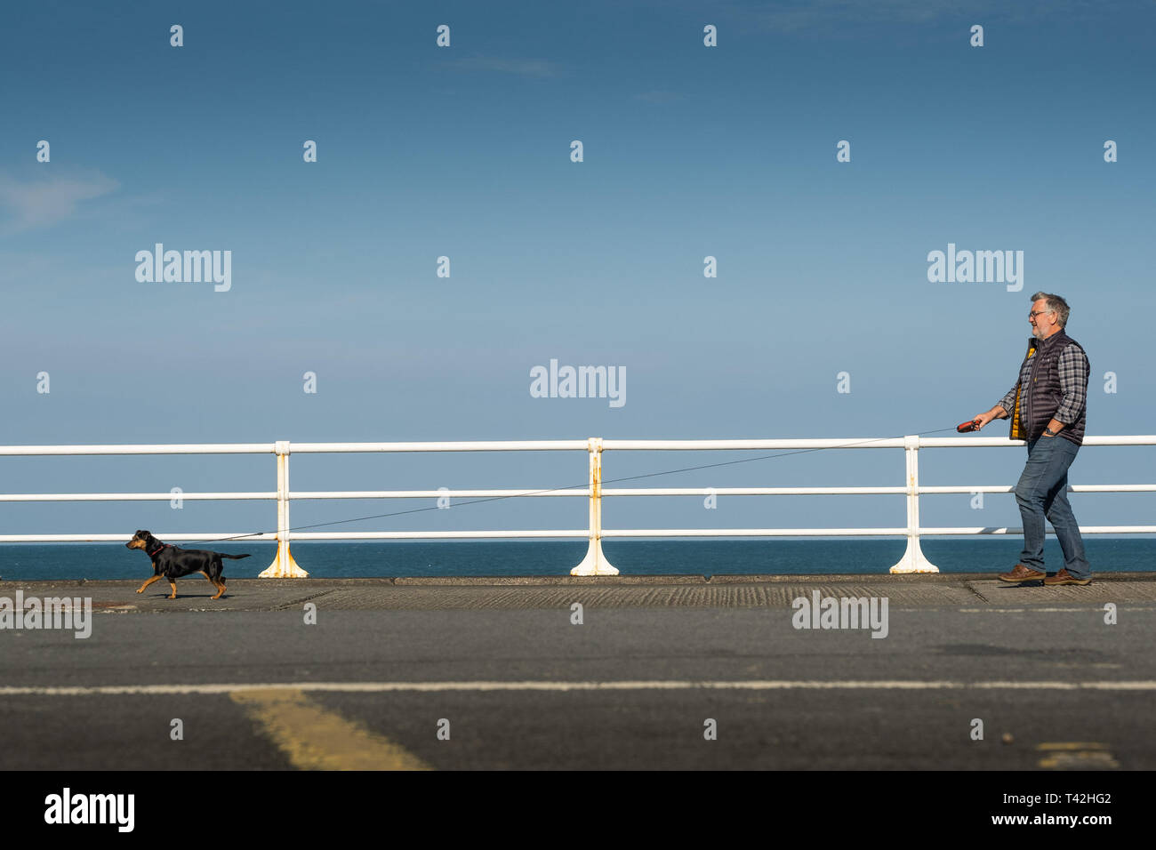Aberystwyth Wales UK. Il 13 aprile 2019. Regno Unito Meteo: un uomo che cammina il suo cane sul lungomare su un luminoso snd sunny aprile mattina di primavera con il cielo limpido ma un freddo vento da est che soffia in Aberystwyth su Cardigan Bay costa del Galles occidentale. Credito: Keith Morris/Alamy Live News Foto Stock