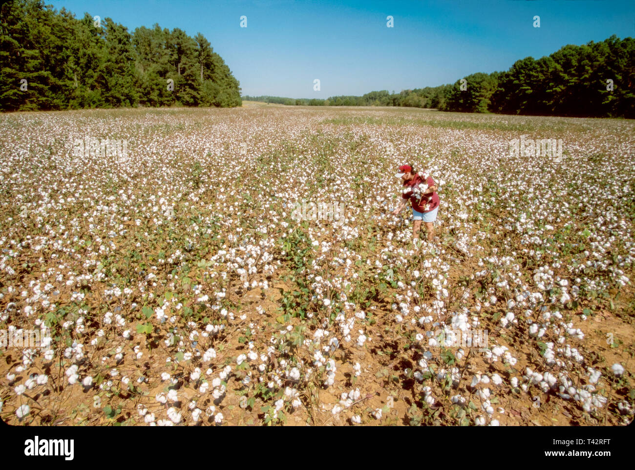 Alabama, Cherokee County, Gaylesville, agricoltore, agricoltura, ispeziona raccolto di cotone prima del raccolto, AL085 Foto Stock