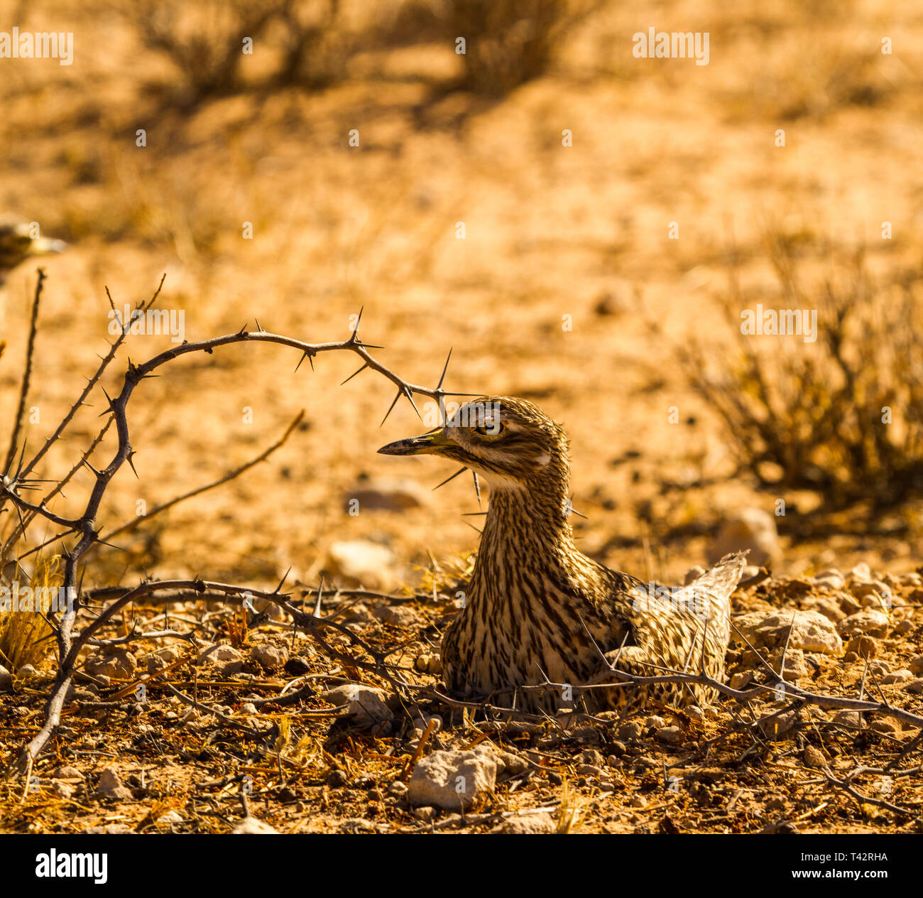 La nidificazione di massa animale aviaria Foto Stock