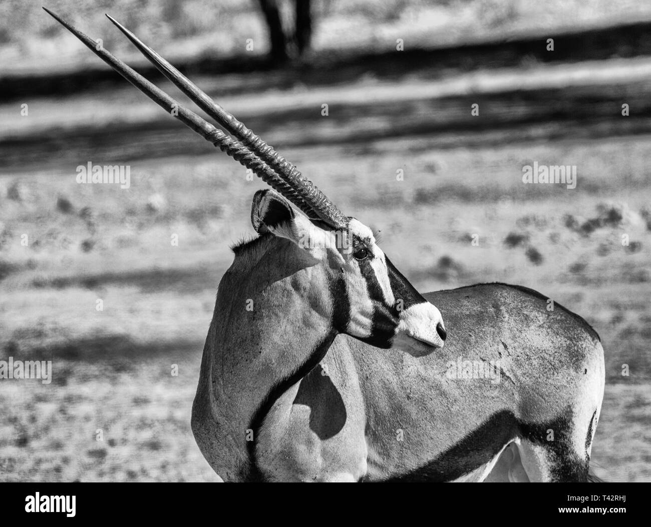 Oryx in monocromia guardando indietro Foto Stock