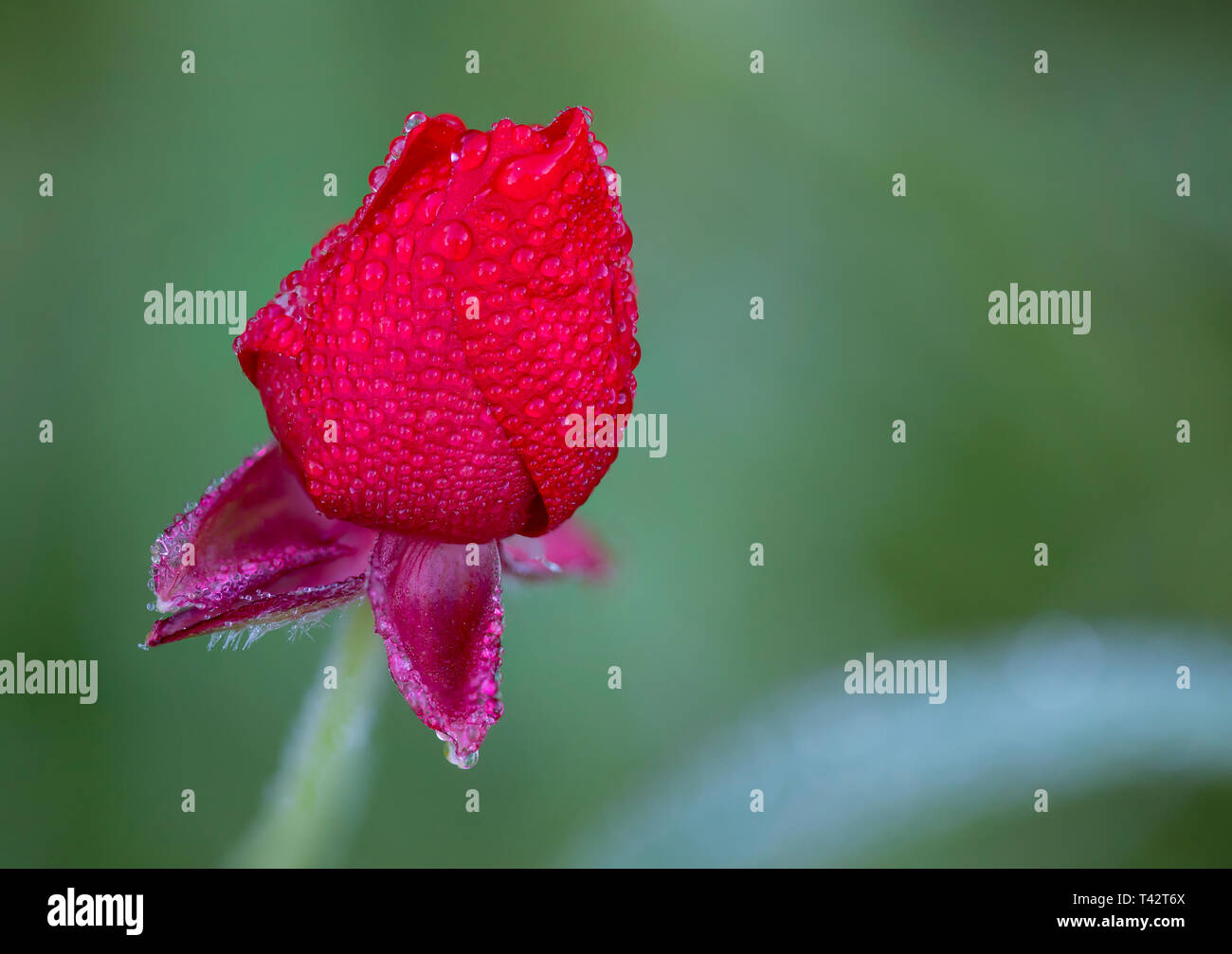 Ranunculus Asiaticus, noto anche come ranuncolo persiano o Crowfoot scarlatto, un rosso mediterraneo millefiori, coperto con gocce di rugiada Foto Stock