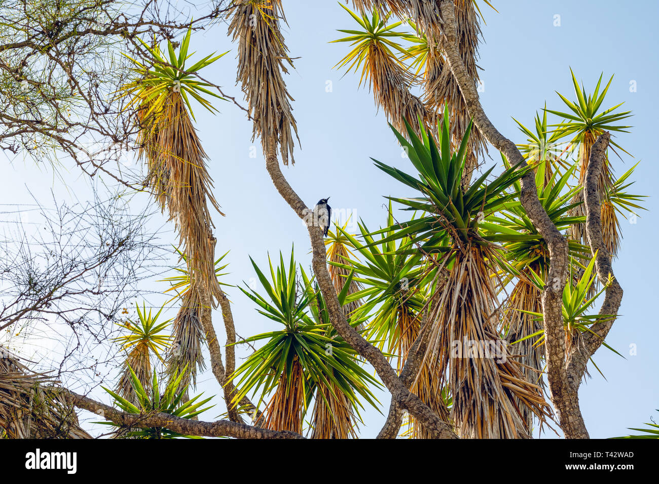 Palme e cielo blu, Catalina Island Conservancy, California Foto Stock