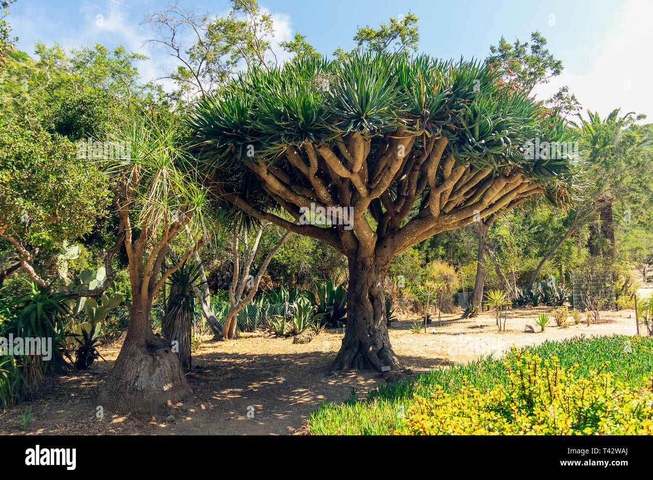Piante tropicali, Wrigley Botanical Gardens & Memorial sull isola Catalina, California. Foto Stock