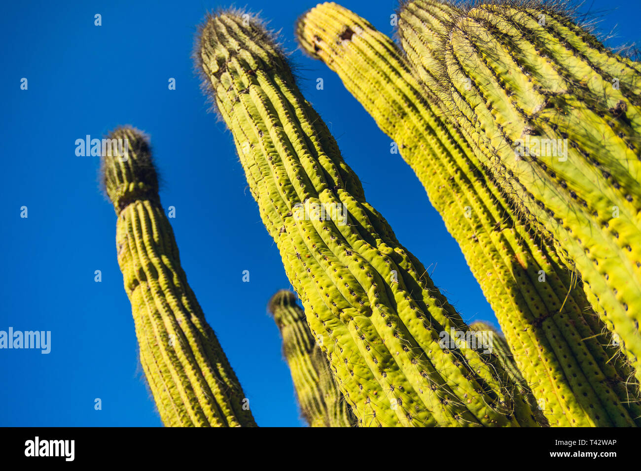 Cactus vicino, cielo blu in background. Wrigley Botanical Gardens & Memorial sull isola Catalina, California Foto Stock