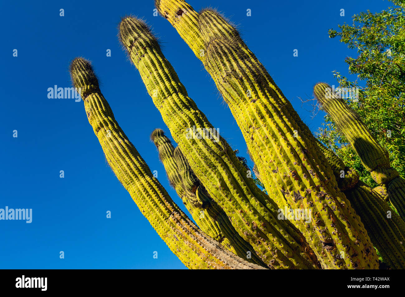 Cactus vicino, cielo blu in background. Wrigley Botanical Gardens & Memorial sull isola Catalina, California Foto Stock