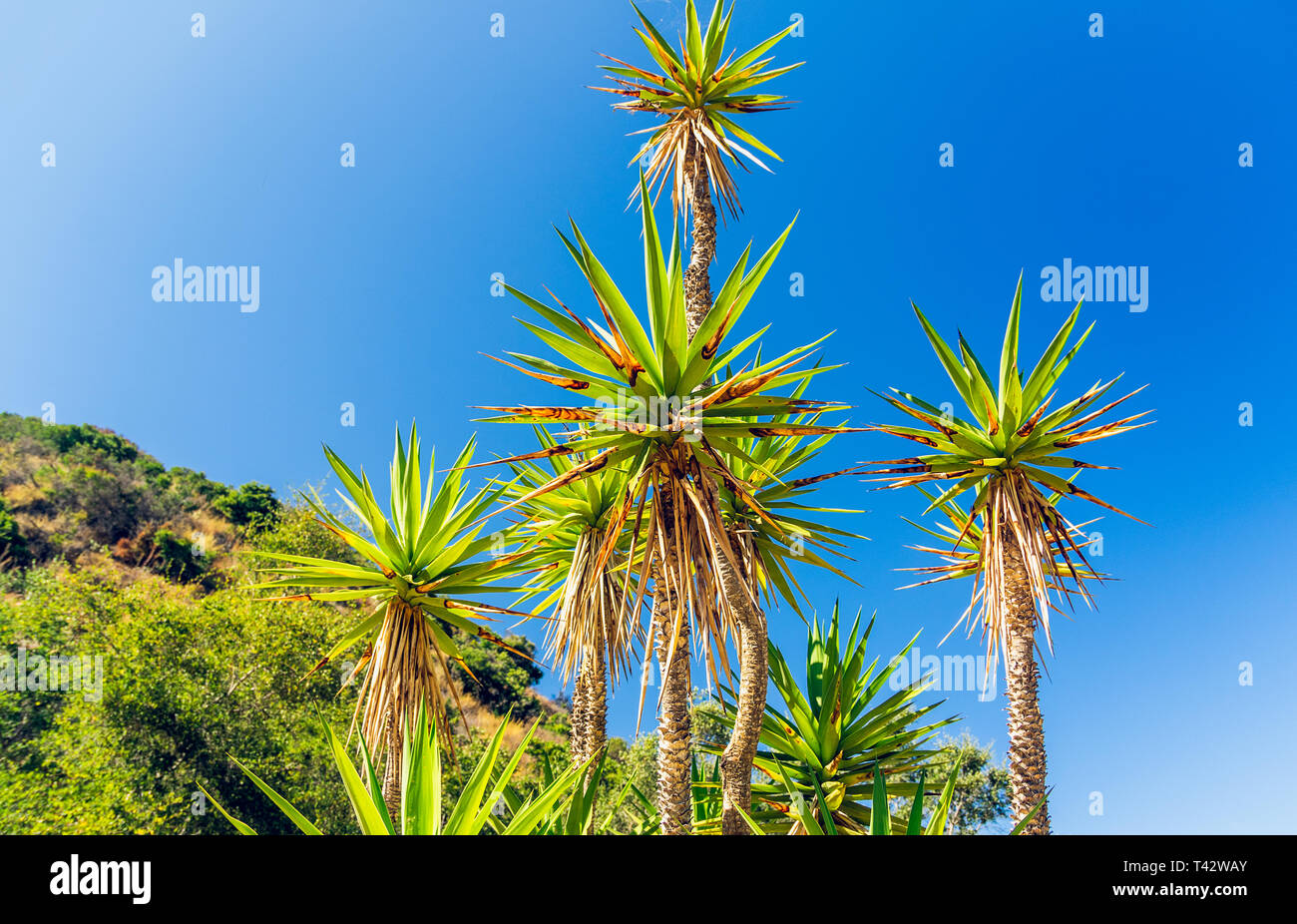 Palme e cielo blu, Catalina Island Conservancy, California Foto Stock