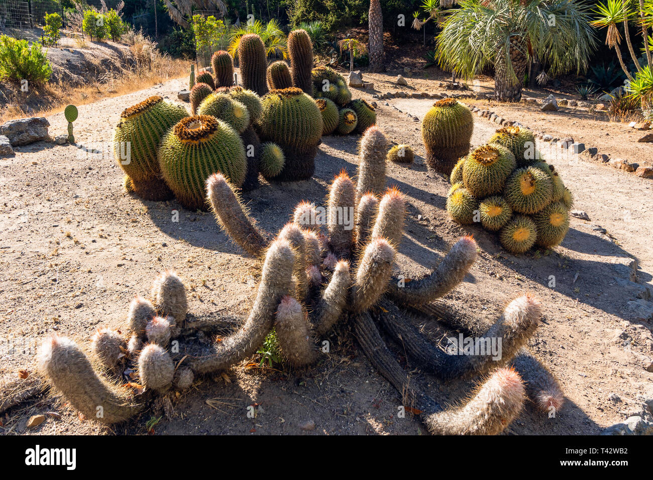 Cactus, Wrigley Botanical Gardens & Memorial sull isola Catalina, California. Foto Stock