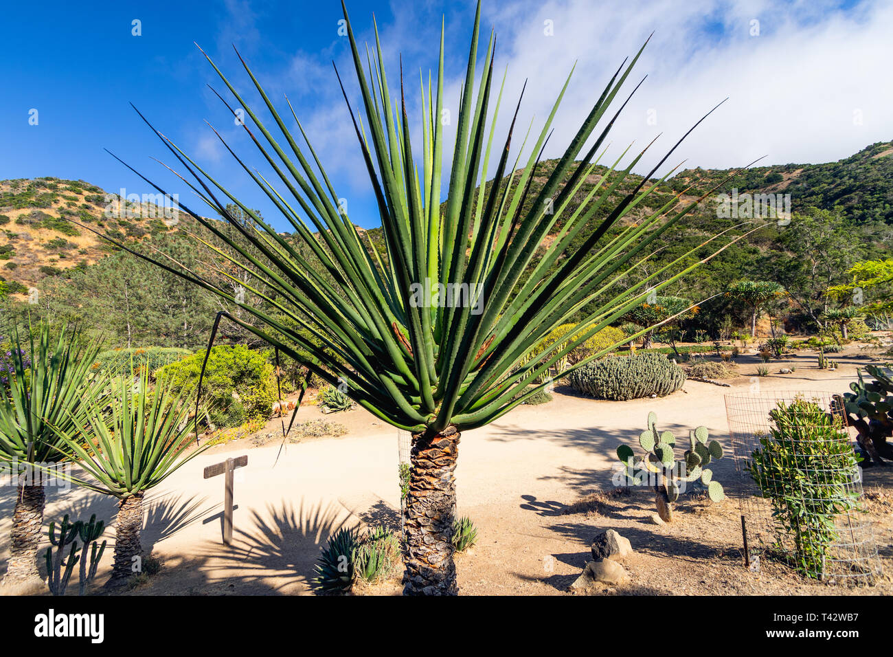 Piante tropicali, Wrigley Botanical Gardens & Memorial sull isola Catalina, California. Foto Stock