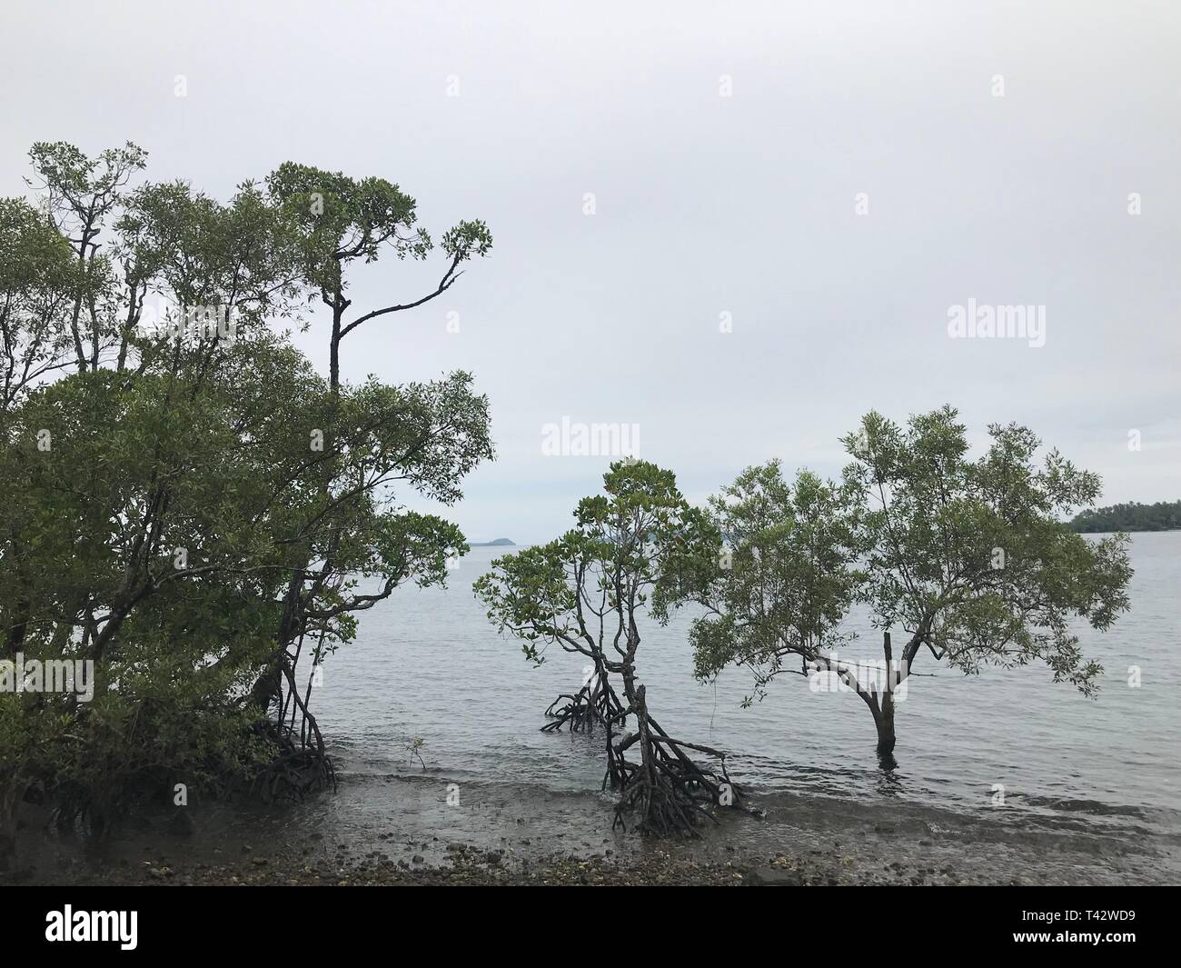 Spiaggia di mangrovie in Papua Nabire Indonesia Foto Stock