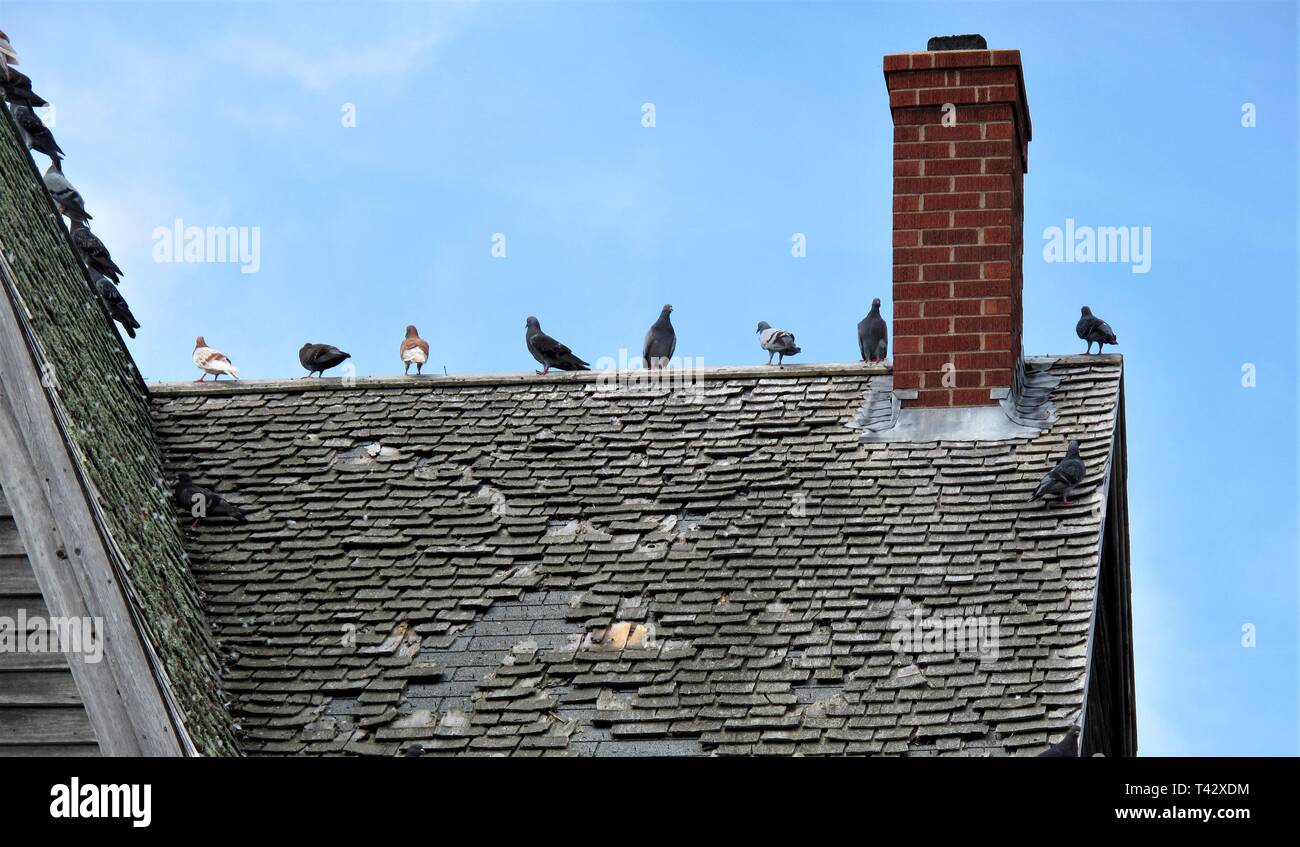 Fila di uccelli sulla sommità del tetto Foto Stock