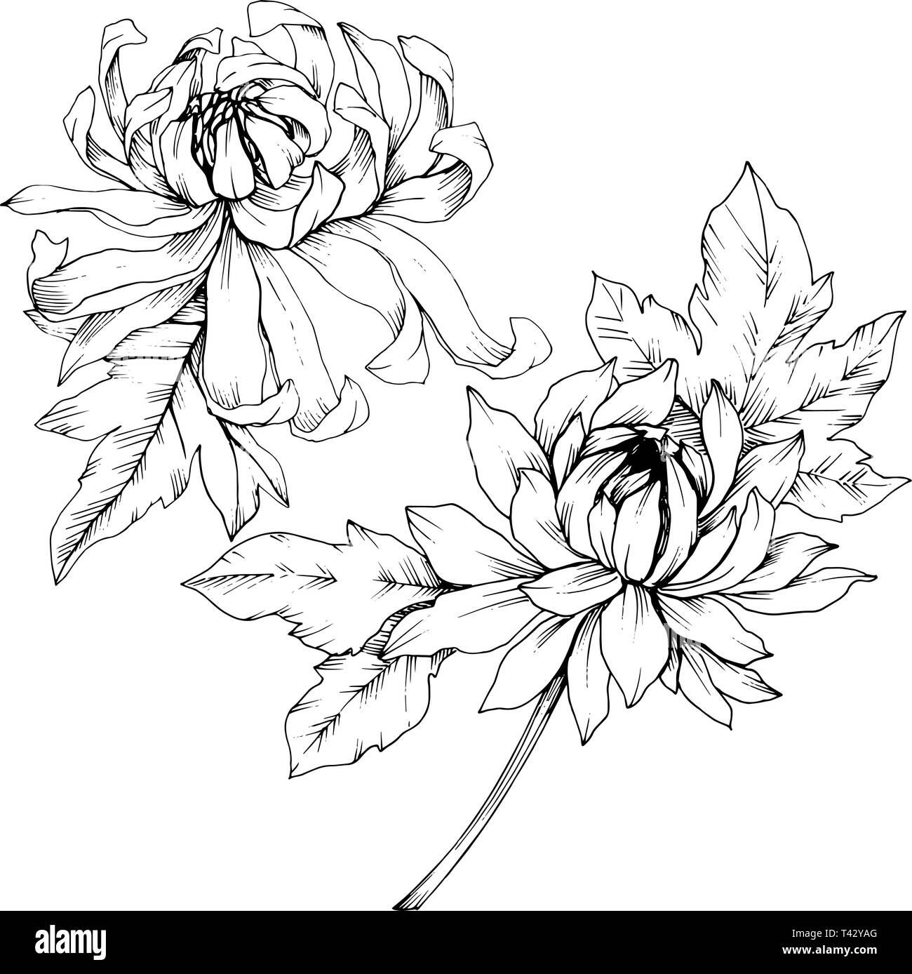 Crisantemo vettore botanico floreale di fiori. Bianco e nero inchiostro inciso art. Fiore isolato illustrazione elemento. Illustrazione Vettoriale