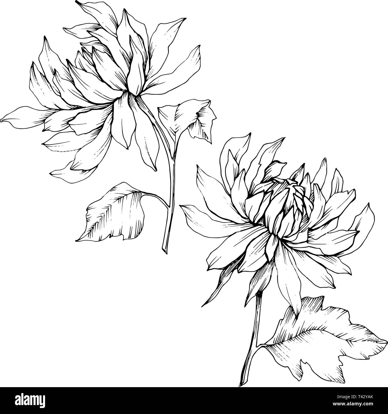 Crisantemo vettore botanico floreale di fiori. Bianco e nero inchiostro inciso art. Fiore isolato illustrazione elemento. Illustrazione Vettoriale