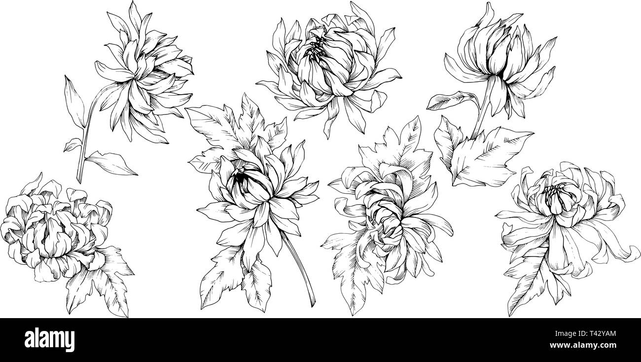 Crisantemo vettore botanico floreale di fiori. Bianco e nero inchiostro inciso art. Fiore isolato illustrazione elemento. Illustrazione Vettoriale