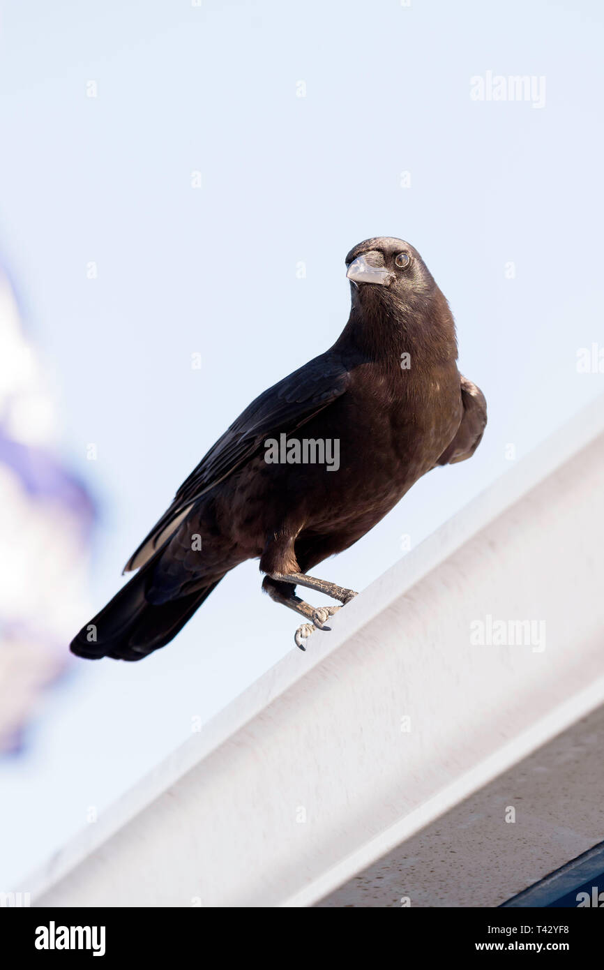 American crow (Corvus brachyrhynchos) appollaiato su un tetto di Marco Island, Florida, Stati Uniti d'America Foto Stock