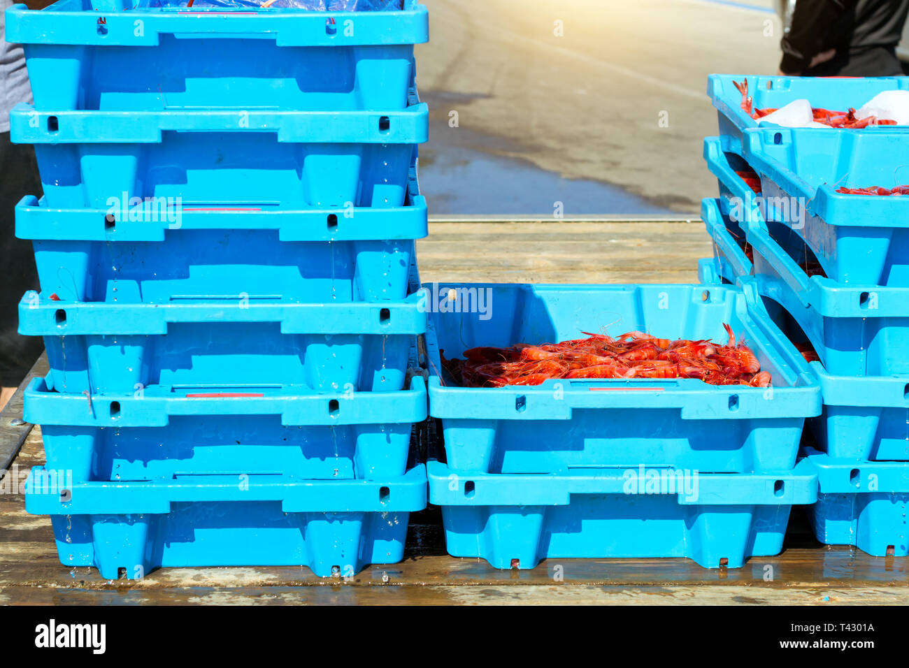 Blu di contenitori in plastica con fermo di mare Royal gamberetti, gamberi oceano prelibatezze. Asta del pesce per i grossisti e i ristoranti. Blanes, Spagna, Costa B Foto Stock