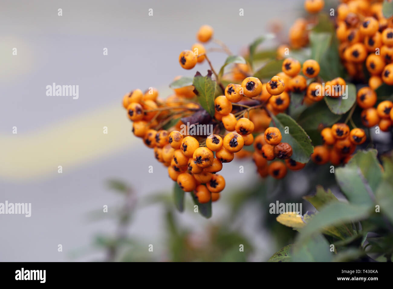 Bacche di colore arancione appeso a un ramo di bush. Lo sfondo include belle foglie verdi e qualche asfalto. Primo piano. Immagine a colori. Foto Stock