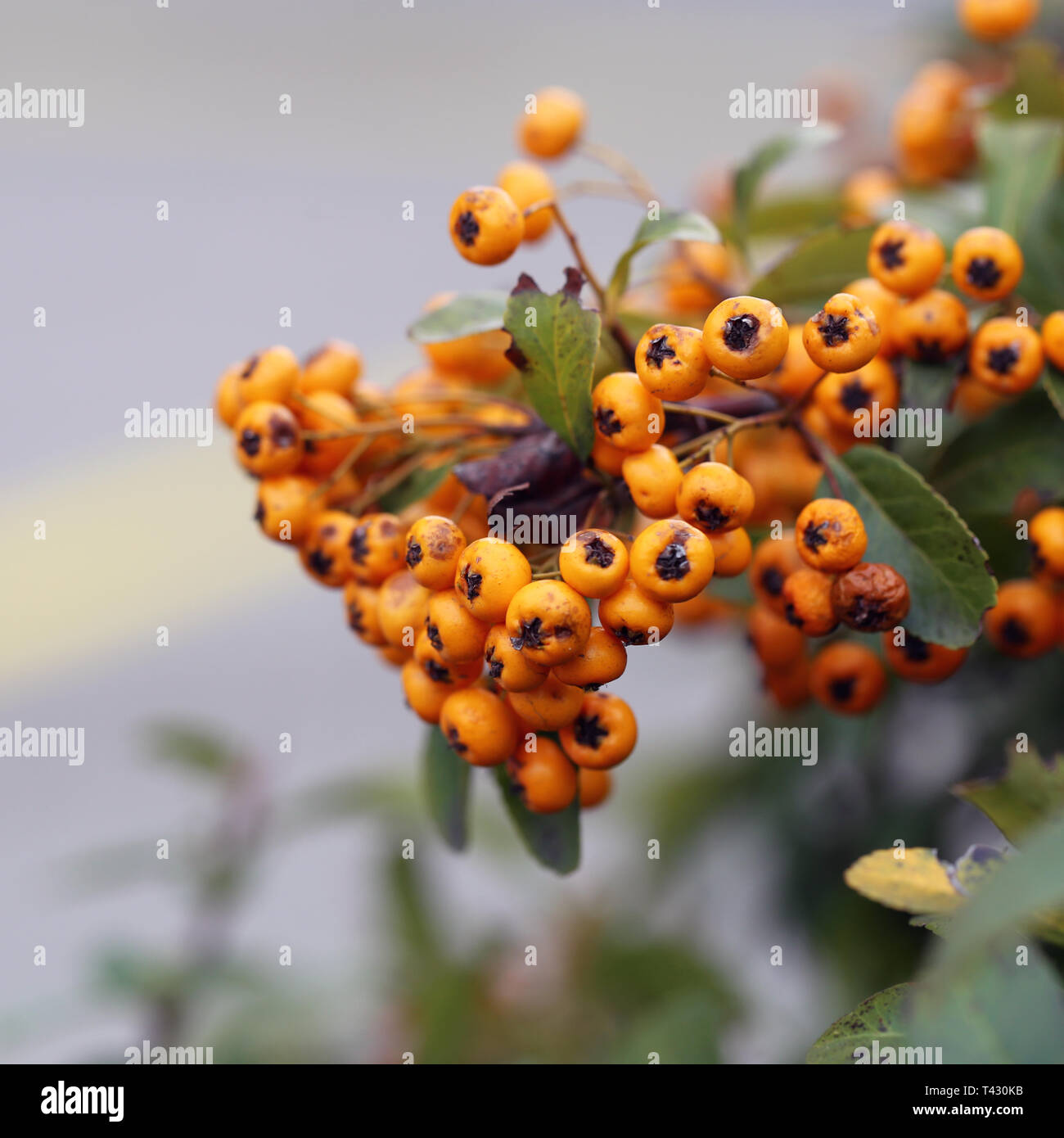 Bacche di colore arancione appeso a un ramo di bush. Lo sfondo include belle foglie verdi e qualche asfalto. Primo piano. Immagine a colori. Foto Stock