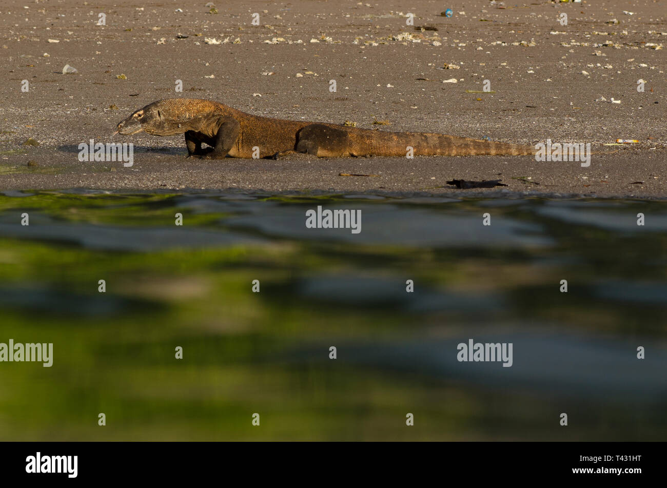 Vista dal mare di drago di Komodo, Varanus komodoensis, baia a ferro di cavallo, sud Rinca Isola, Parco Nazionale di Komodo, Indonesia Foto Stock