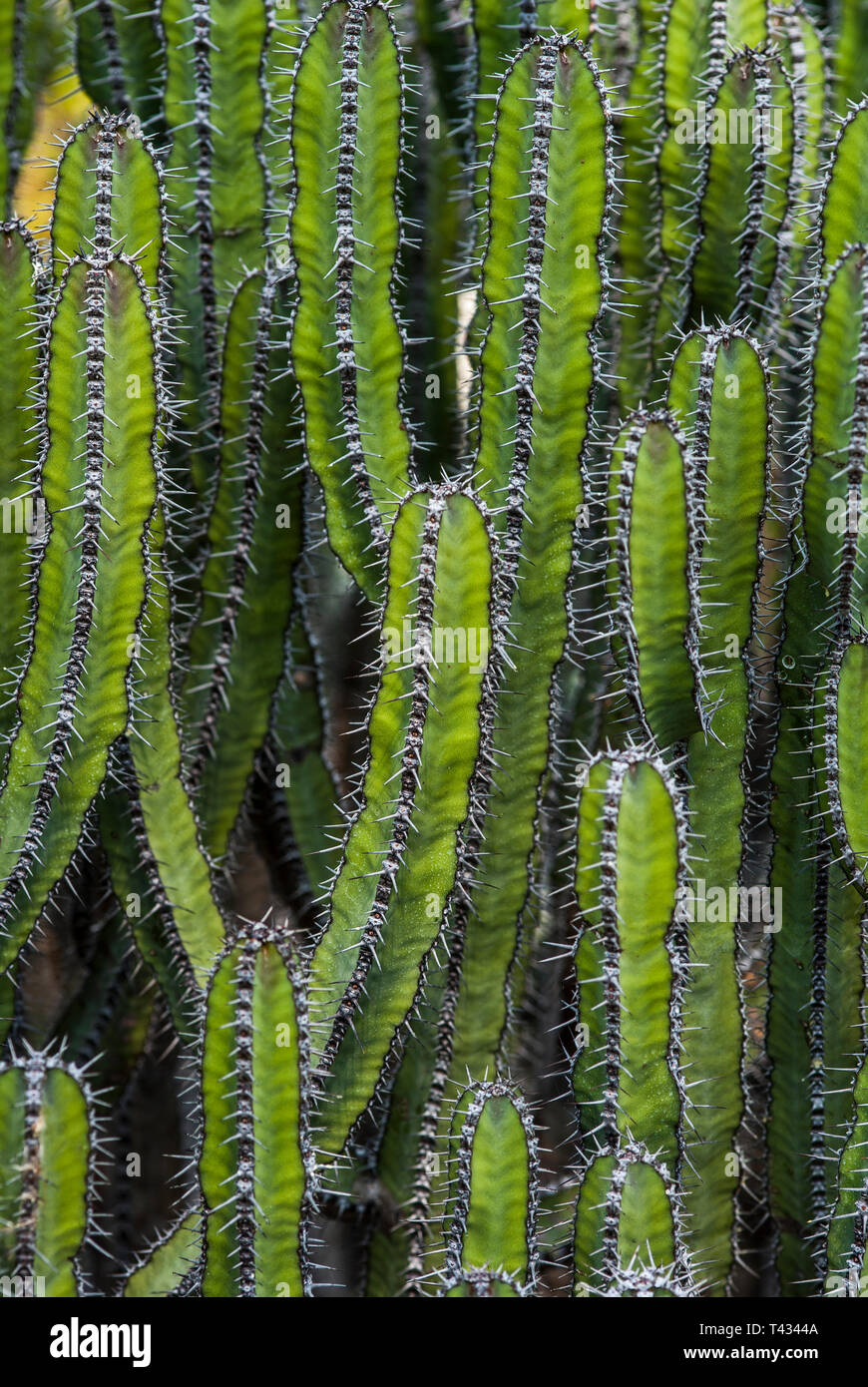 Euphorbia polyacantha pianta succulenta
