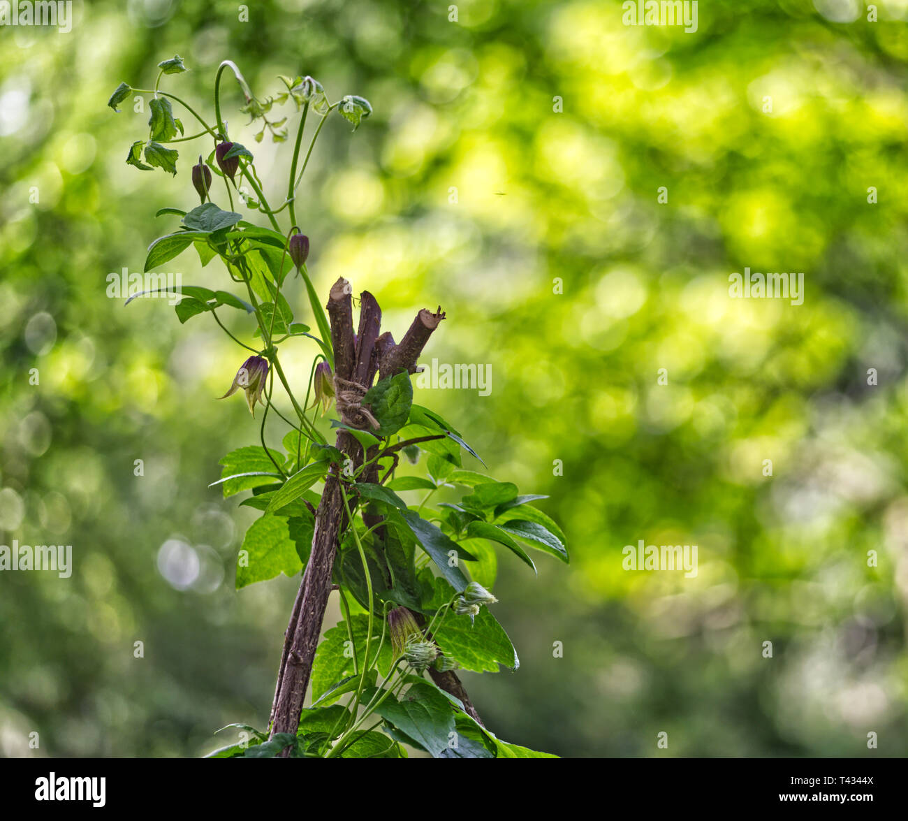 Rosa viola Clematis koreana salendo su un fatto a mano di supporto delle piante fatte di rami legati insieme Foto Stock