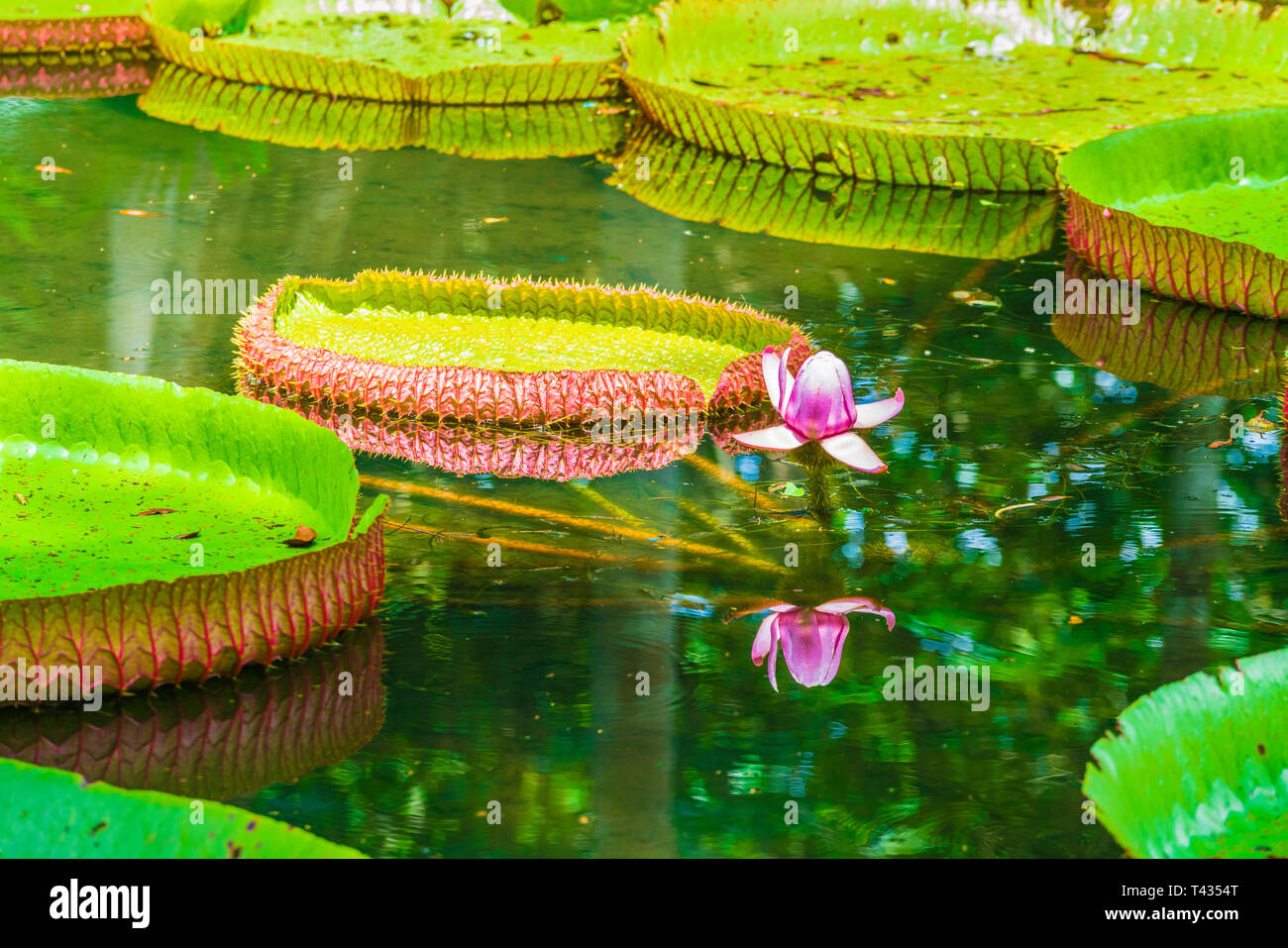 Ninfee Victoria amazonica fiore di loto pianta. Pamplemousses Il giardino  botanico, Maurizio Foto stock - Alamy