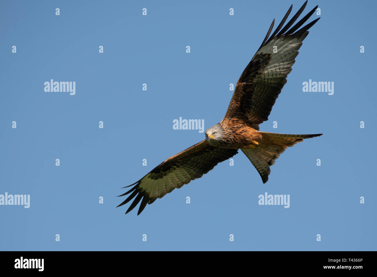 Nibbio reale in volo Foto Stock